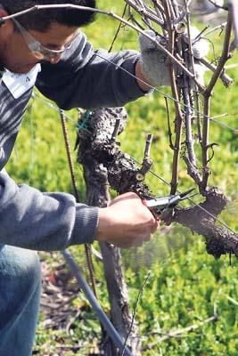 Napa Valley pruners seek cutting edge